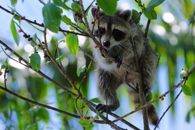 Momma raccoon watching me