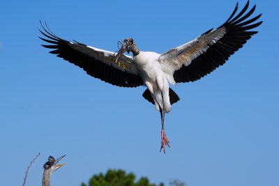 Wood stork landing with full spread wings