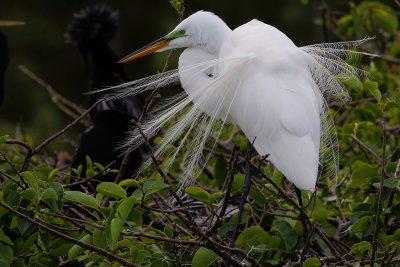Great egret with breeding feathers fanned out