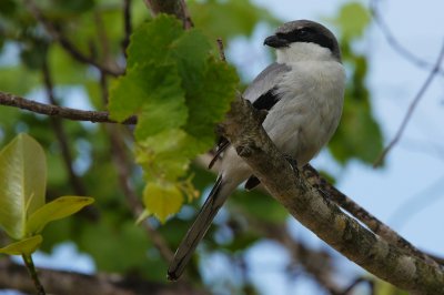 Loggerhead shrike