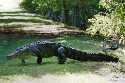 Big alligator crossing the levee, goose upset