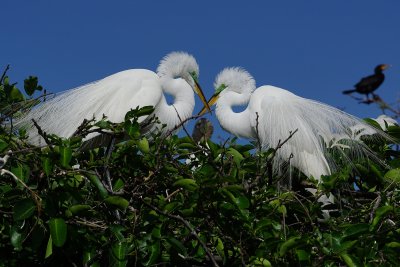 Mating pair of great egrets