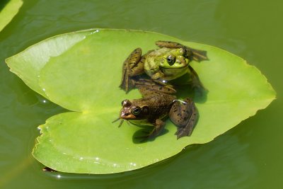 Pair of frogs on a leaf island