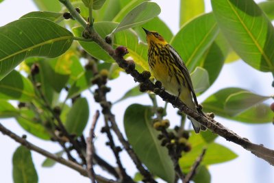 Cape May warbler - male