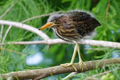 Young green heron straying from the nest