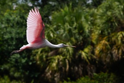Roseate spoonbill fly-by