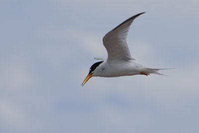 Least tern in flight