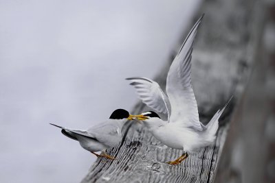 Least tern bringing food to partner