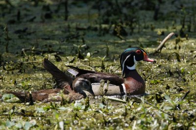 Wood duck male with duckling
