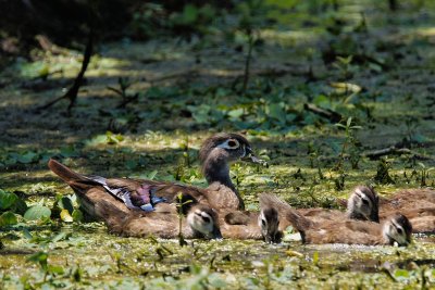 Wood duck female and ducklings