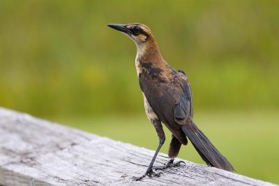 Juvenile grackle with lovely pattern