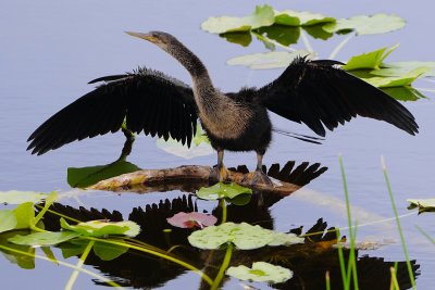 Anhinga wings out and reflection