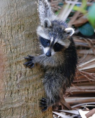 Baby raccoon hanging on a palm trunk