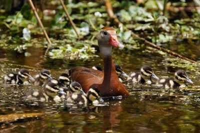 Black-bellied whistling duck mom with ducklings