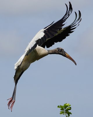 Wood stork landing spread