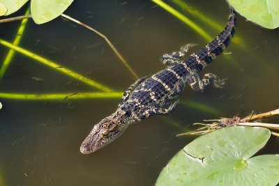 Baby alligator