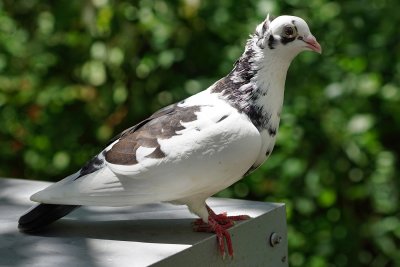 White pigeon, likely domesticated