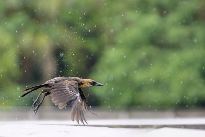 Grackle flying in the rain