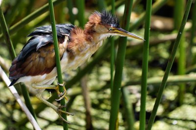 Least bittern angry at another male in his space