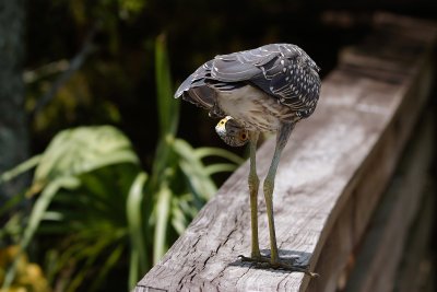 Night heron peek-a-boo glance