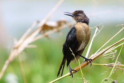 Female grackle on a reed