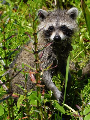 Closeup with the baby raccoon