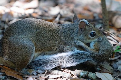 It's a squirrel-eat-squirrel world