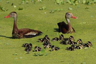 Proud duck parents and 15 ducklings