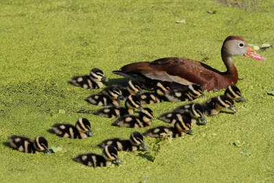 Black bellied whistling mom with 15 ducklings!