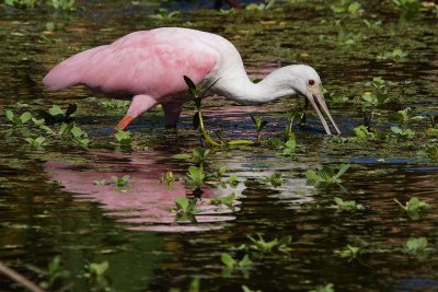 Reflecting roseate spoonbill