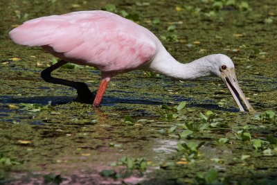 Roseate spoonbill and his reflection