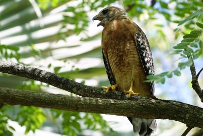 Red-shouldered hawk calling out