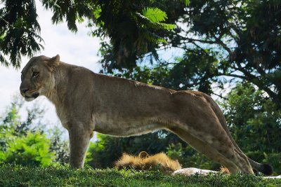 Female lion stretching