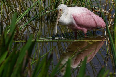 Roseate spoonbill with reflection