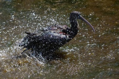 Glossy ibis taking a bath