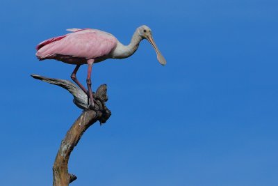 Roseate spoonbill on a tree