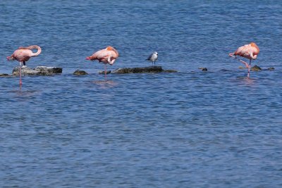 American/Caribbean flamingos