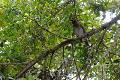 Pearly-eyed thrasher in the trees