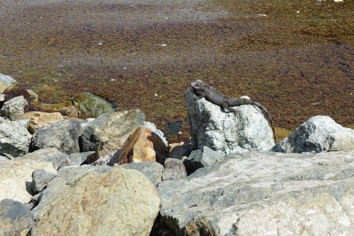 Cyclura (rock) iguana in St. Thomas