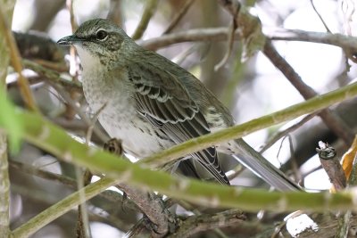 Bahama mockingbird