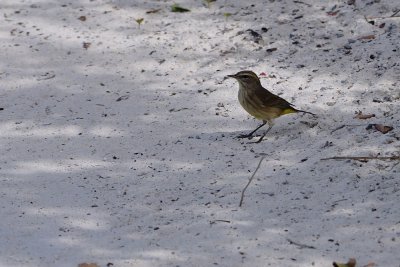 Palm warbler in Half Moon Cay