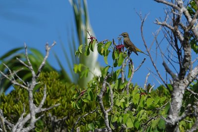 Palm warbler