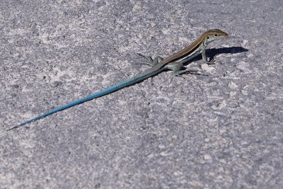 Beautiful blue-tailed lizard