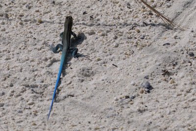 Blue-tailed lizard in the sand