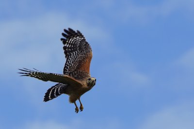 Red-shouldered hawk flying towards me