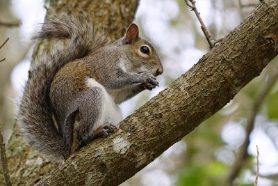 Squirrel in a tree