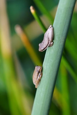 Two tiny tree frogs