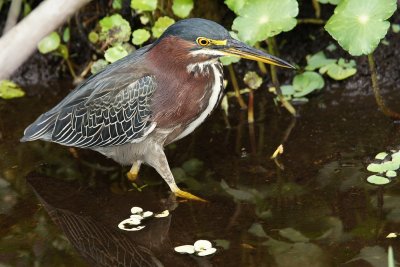 Green heron in the water