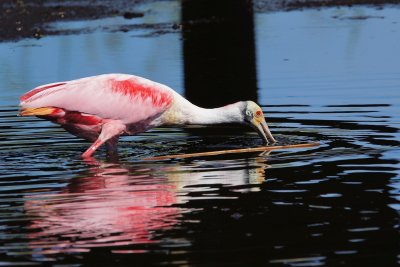 Roseate spoonbill spooning for food