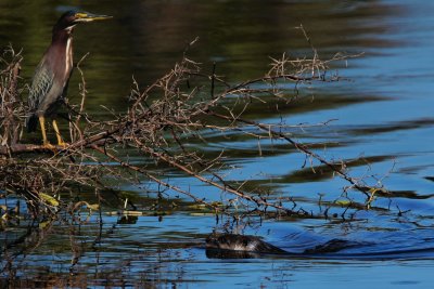 Juvenile otter, passing a green heron